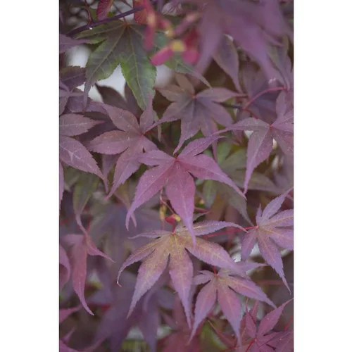 Jardin utile：Erable du Japon (ACER PALMATUM BLOODGOOD ) Le pot de 3 litres