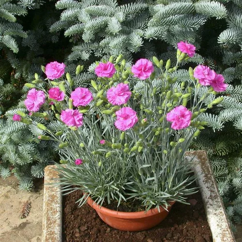 Idée nature：Dianthus Sensation Tickled Pink - Le pot de 4 litres