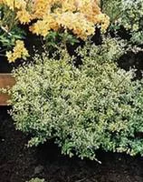 Jardin et déco:Houx crénelé Golden Gem