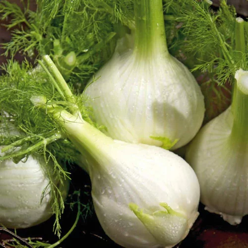 Une idée maline pour le jardin:Fenouil Solaris Bio. La barquette de 12 plants