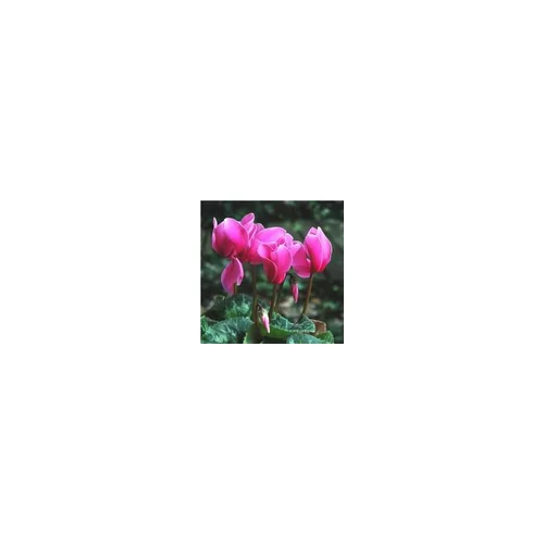 Idéal pour vos extérieurs:Cyclamen à grandes fleurs - Le pot de 2,5 litres