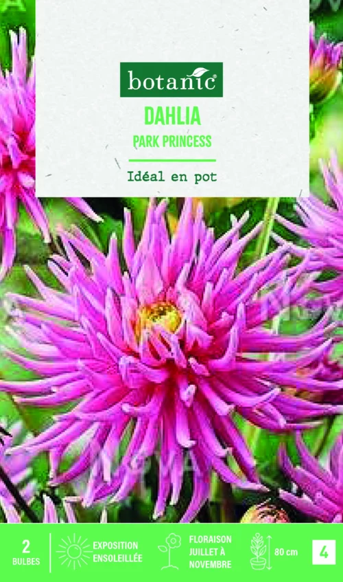 Mon jardin:Bulbes de fleurs Dahlia semi-cactus nain Park Princess botanic® - 2 bulbes