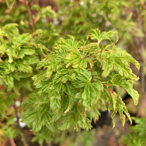 Confort au jardin：Érable du Japon Shishigashira vert. Le pot de 30 litres, 125/150 cm