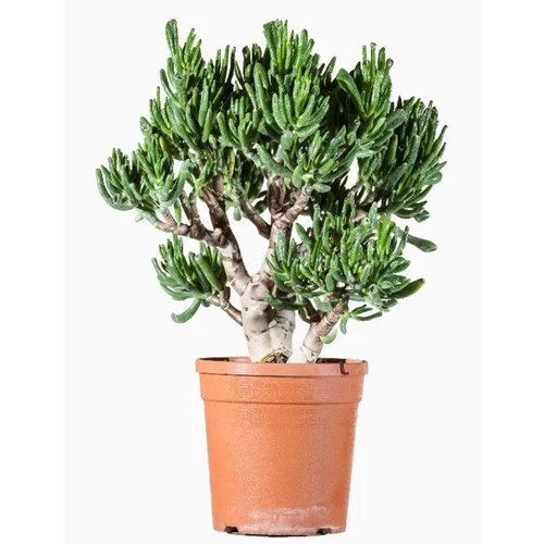 Maison & jardin:Crassula Ovata (Arbre de jade) en pot de 3 L vert