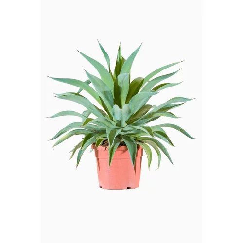 Un plus pour vos extérieurs：Agave Desmentiana en pot de 10 L vert