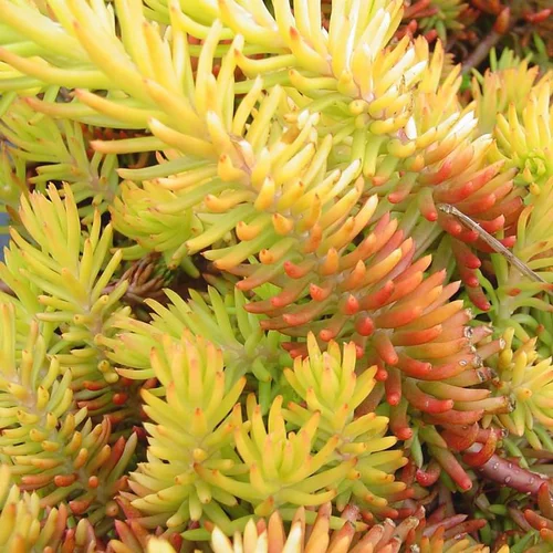 Pour vos envies de jardin:Sedum lime zinger jaune en pot de 2 L
