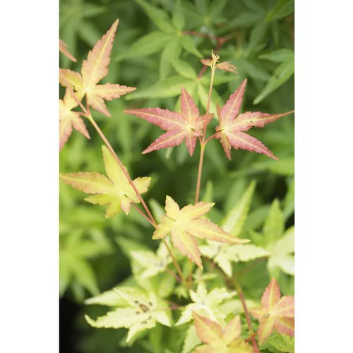 Un choix pratique pour l’extérieur:Erable du Japon (ACER PALMATUM UENO YAMA ) Le pot de 3 litres