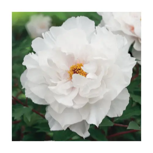 Pour un jardin agréable:Pivoine blanche - Le pot de 5 litres