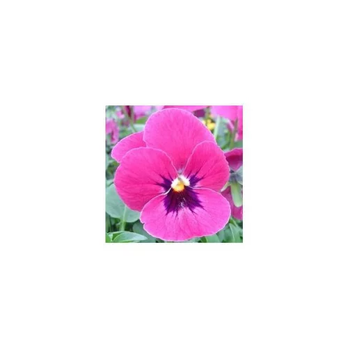 Facile extérieur:Pensée à grandes fleurs - Le pack de 4 plants