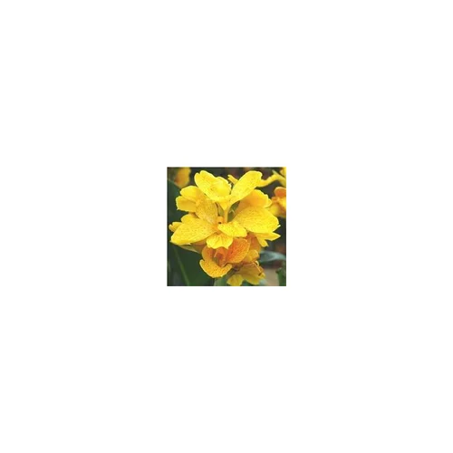 Autour du jardin：Canna ou Balisier. Le pot de 5 litres