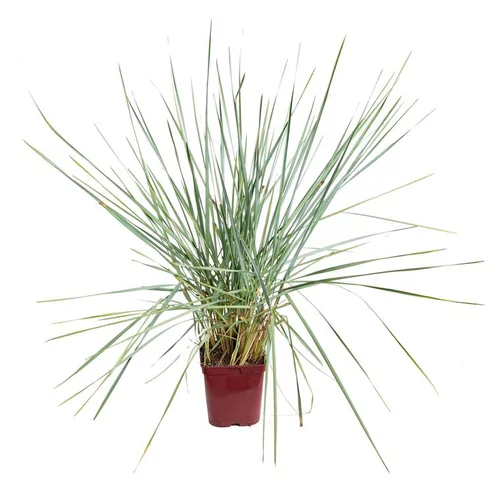 Extérieur tendance:Leymus Arenarius - Le pot de 4 litres
