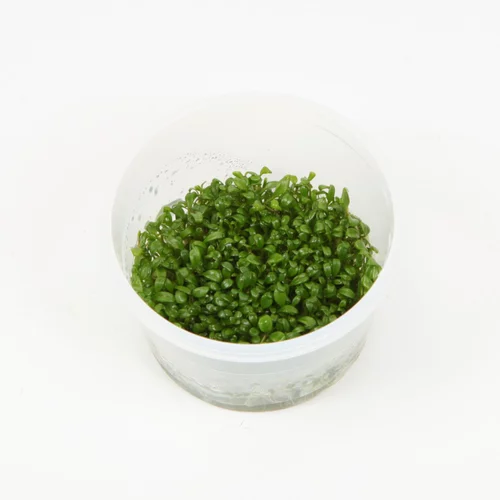 Plaisir dehors:Plante Glossostigma elatinoide coloris vert en coupelle