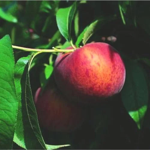 Pour vos envies de jardin:Pecher Dixired. Le pot de 10 litres forme gobelet