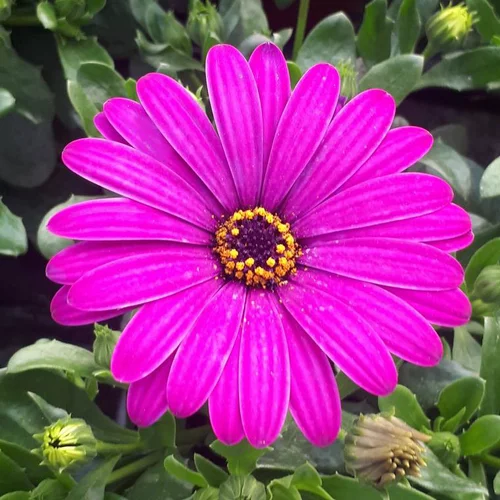 Extérieur solution:Osteospermum ou Dimorphoteca - Le pot déco de 10 litres