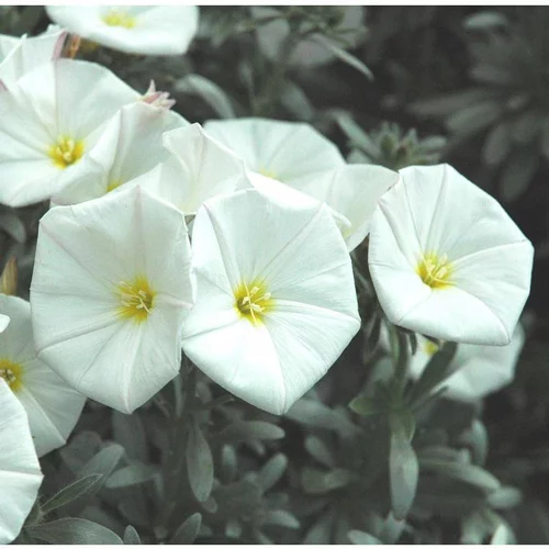 Pour simplifier vos extérieurs:Convolvulus Cneorum - Le pot de 3 litres