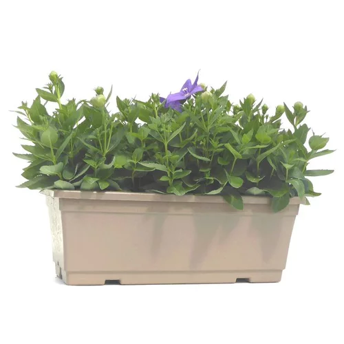 Pour un extérieur bien équipé:Platycodon Grandiflorus - La jardinière de 40 cm
