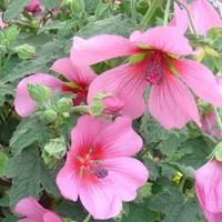 Maison et jardin:Anisodontea - Le pot de 3 litres