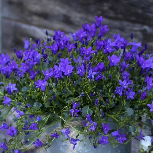 Déco pour le jardin：Campanule Purple Ambella - Le pot de 0,5 litre