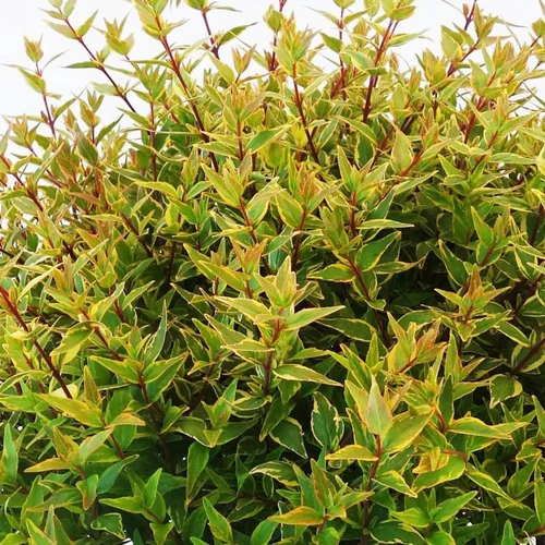 Esprit jardin：Abelia Grandiflora Happy Daydream. Le pot de 50 litres