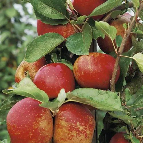 Pour simplifier le jardin:Pommier Belle De Boskoop Bio. Le pot de 12 litres, forme gobelet