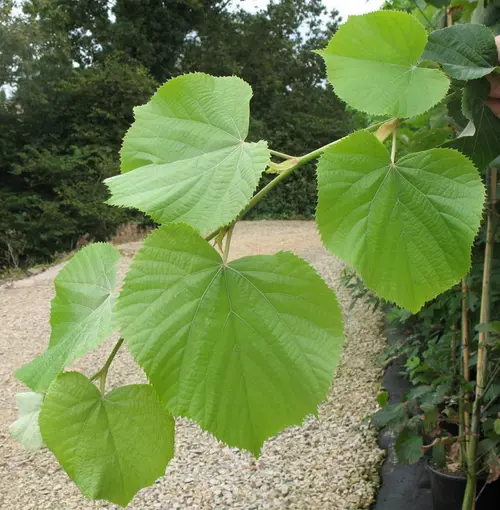 Adapté à vos extérieurs：Tilleul argenté ‘Brabant’ botanic® vert. Le pot de 10 litres