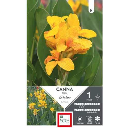 Jardin qualité:Canna demi nain Caballero jaune moucheté Ernest Turc - 1 bulbe