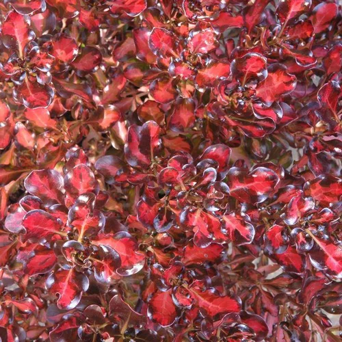 Ambiance jardin：Coprosma Repens Pacific Sunset multicolore. Le pot vert de 4 litres