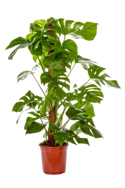 Essentiel extérieur：Monstera vert. Le pot Ø 21 cm