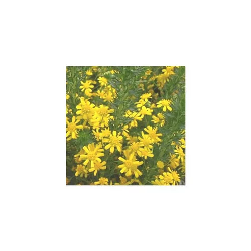 Solution extérieure：Euryops virgineus - Le pot de 3 litres