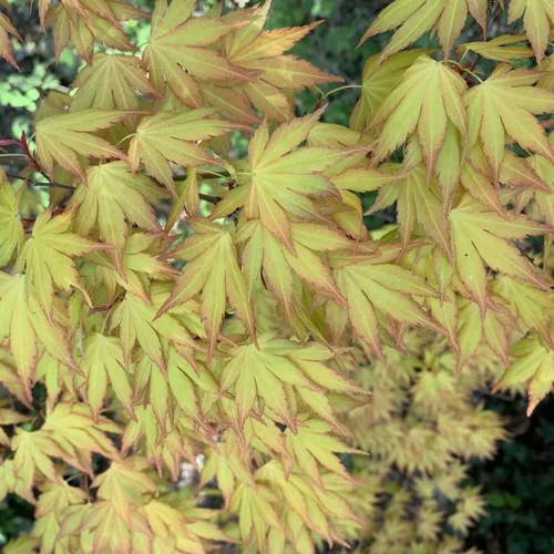 Solution pour le jardin:Érable du Japon Orange Dream orange. Le pot de 10 litres