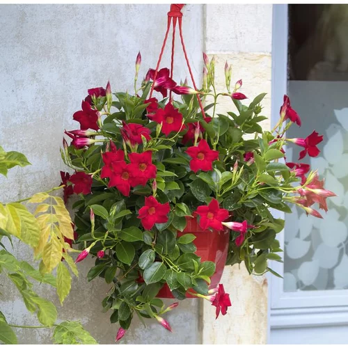 Pour votre espace vert:Dipladénia ou Mandevilla à fleurs multicolores - La suspension de 6 litres