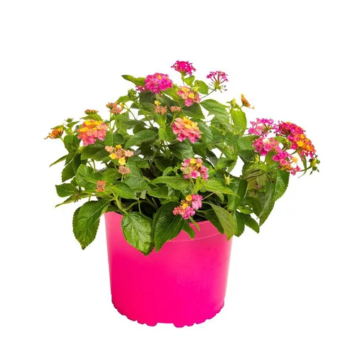 Côté jardin：Lantana - Le pot de 3 litres