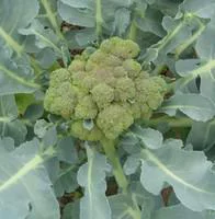 Le petit plus pour l’extérieur:Chou Brocoli Bio. La barquette de 6 plants