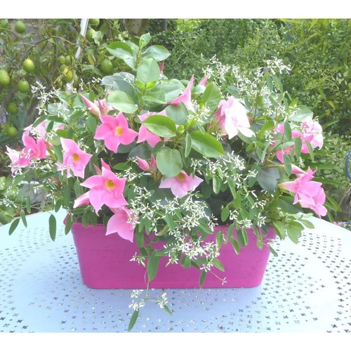 Solution pour le jardin:Dipladénia Buisson + Diamond Frost - La jardinière de 40 cm