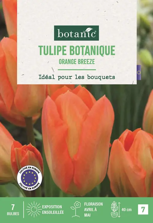 Essentiel au jardin:Bulbes de fleurs Tulipe fosteriana Orange Breeze orange botanic® - 7 bulbes