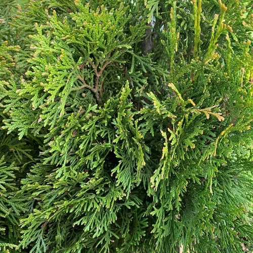 Pour la maison et le jardin：Thuya Occidentalis Smaragd 125/150 spirale. Le pot de 15 litres