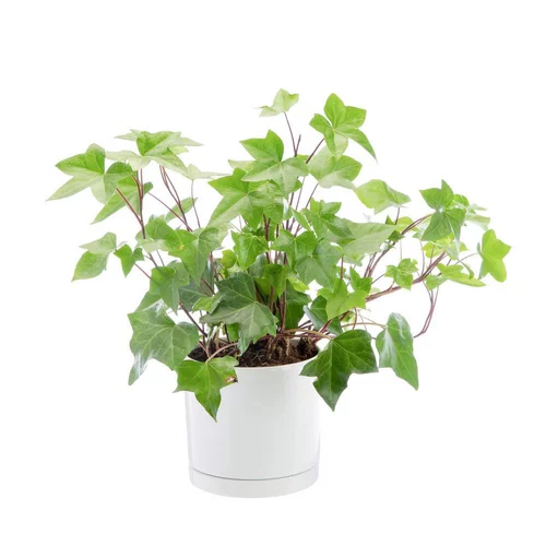 Pour les espaces verts：Lierre Montgomery vert en pot blanc émaillé botanic®. Le pot Ø 18 cm