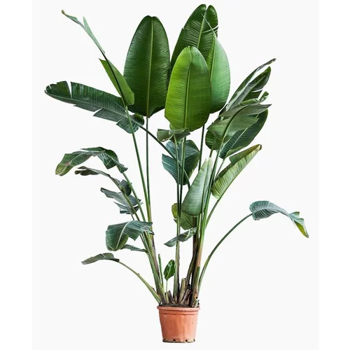 Confort pour le jardin:Strelitzia Augusta (Oiseau de Paradis) en pot de 55 L blanc