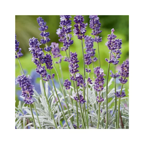 Pour faciliter le quotidien au jardin:Lavandula Augustifolia Varie ou Lavande pot 3 L
