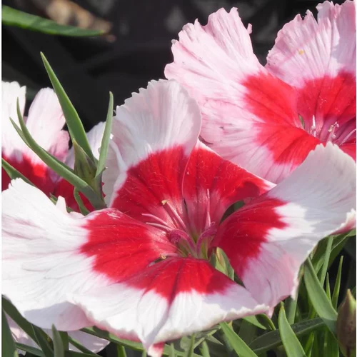 Pour un jardin agréable:Œillet de Chine - Le pot de Ø 9-12 cm