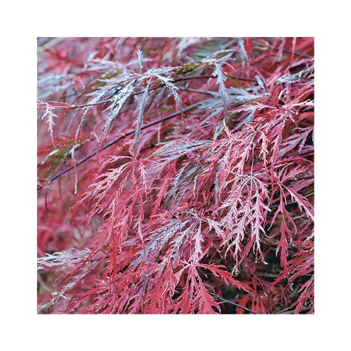 Simple dehors:Erable du Japon (ACER PALMATUM DISSECTUM GARNET ) Le pot de 80 litres