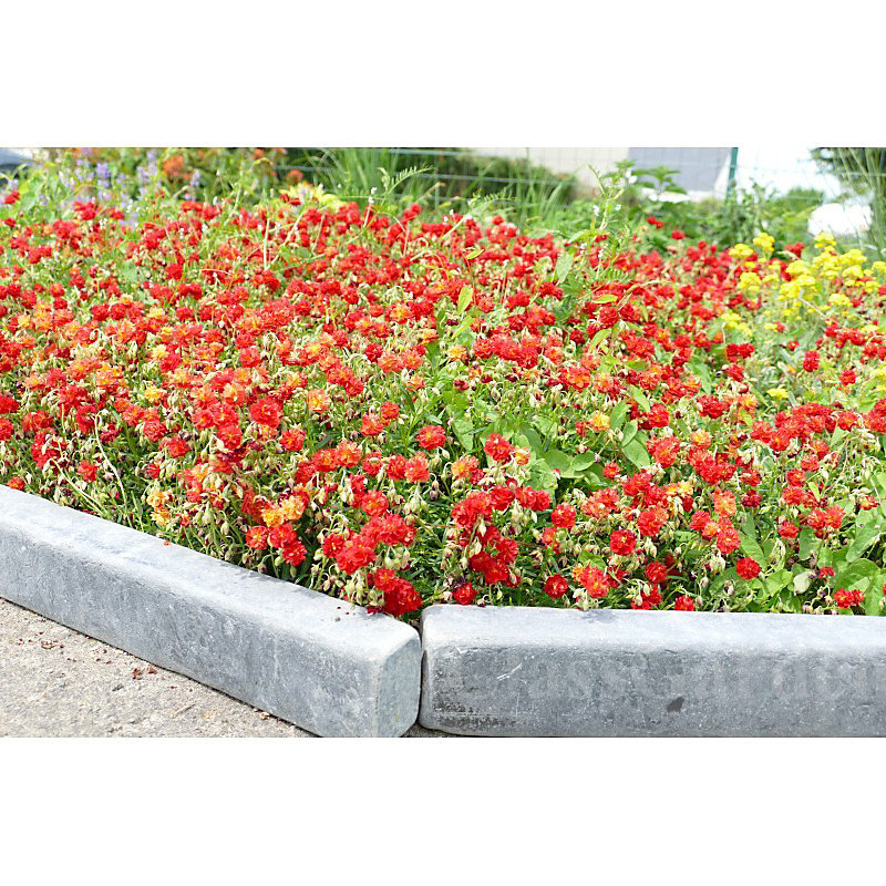 Bordure Ardoise Patinée XL 50 cm – Pack 30 pièces, 15 mètres