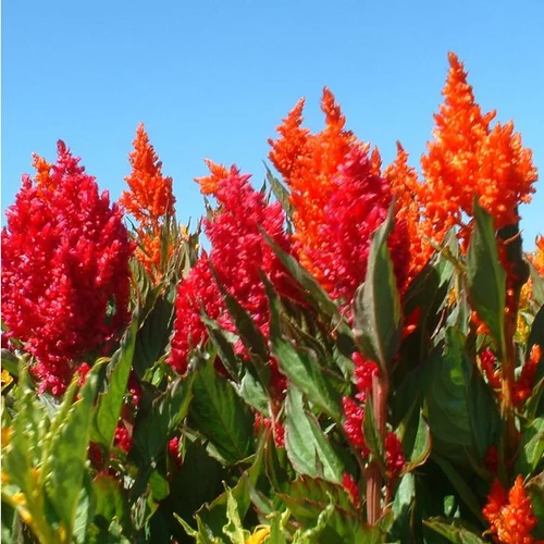 Jardin idée:Célosie (Celosia) à fleurs multicolores - Le pot Ø 10 cm