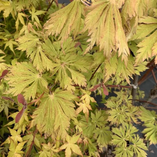 À découvrir pour le jardin：Érable du Japon à feuille d’aconit vert. Le pot de 5 litres, forme bonsaï
