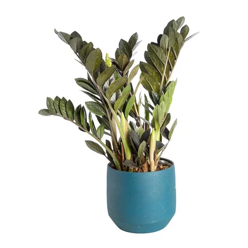 Essentiel au jardin:Zamioculcas Raven avec son cache-pot bleu en céramique Ø 17 cm