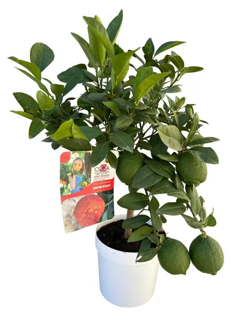 Utile pour l’extérieur：Citronnier rouge coloris jaune - 5 L