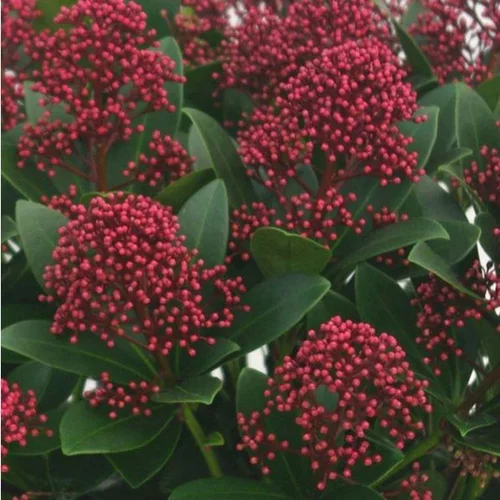 Vie extérieure：Skimmia Japonica Rubella. Le pot de 5 litres