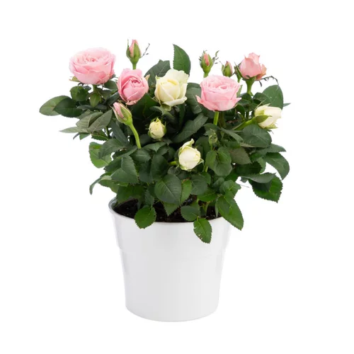 Utile au jardin：Rosier duo bicolore avec cache-pot. Le pot Ø 14 cm