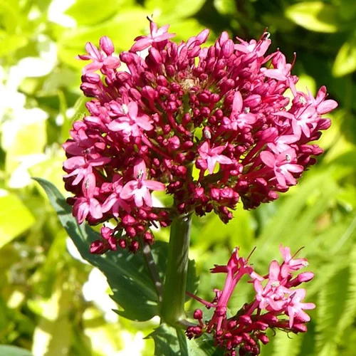 Jardin adapté：Centranthe coccineus (Lilas d'Espagne ou Valériane rouge) à fleurs roses - Le pot de 1 litre
