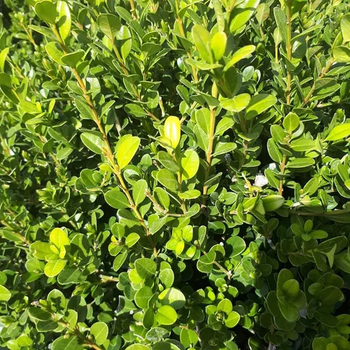 Choix nature：Buxus Sempervirens ou Buis Boule 30/40 cm en pot déco de 10 L